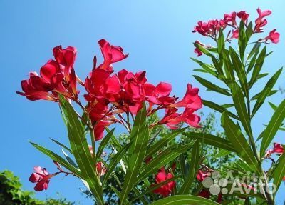 Саженцы Олеандр красный “Cardinal Red”