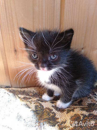 Кошка в дар бесплатно