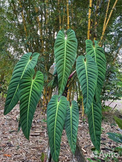 Филодендрон Philodendron esmeraldense narrow