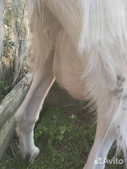 Коза дойная молочная