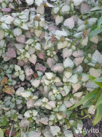 Горочные растения