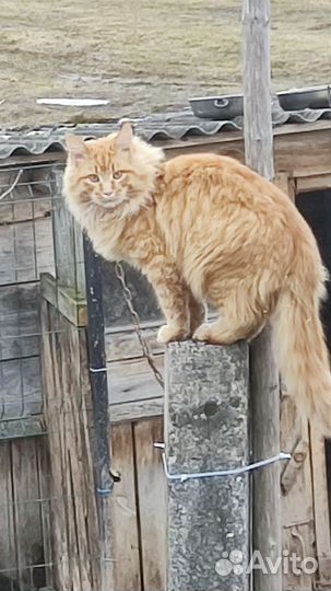 Котята Мейн-Кун полукровки в дар