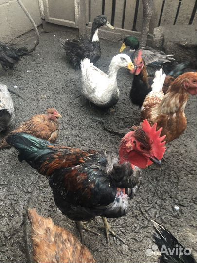 Петух голошейки