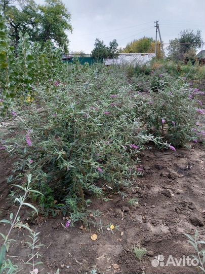 Саженцы хвойных и лиственных пород,кустарники