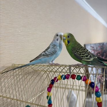 Волнистый попугай с клеткой