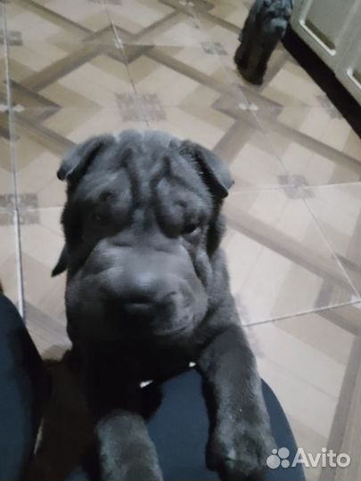 Щенки шарпей