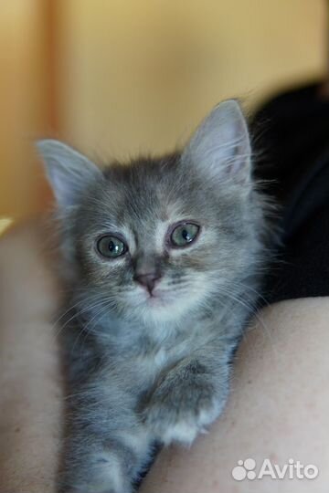 Котенок в добрые руки