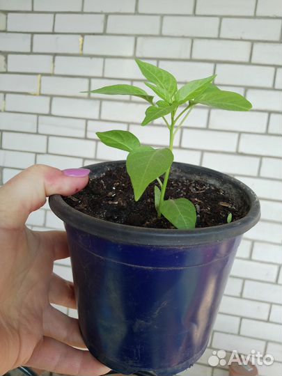 Комнатный горький перчик