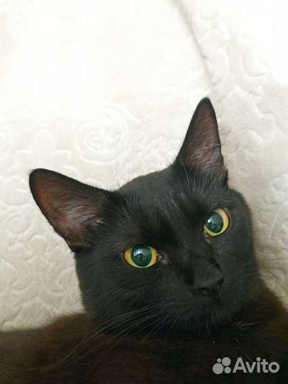 Отдадим кошечку