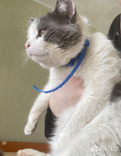 Кот в добрые руки