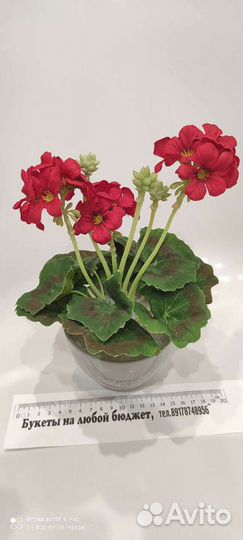 Цветы для интерьера