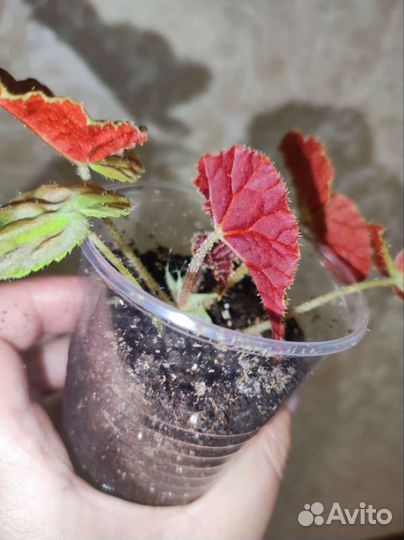Бегония Аутум Эмбер
