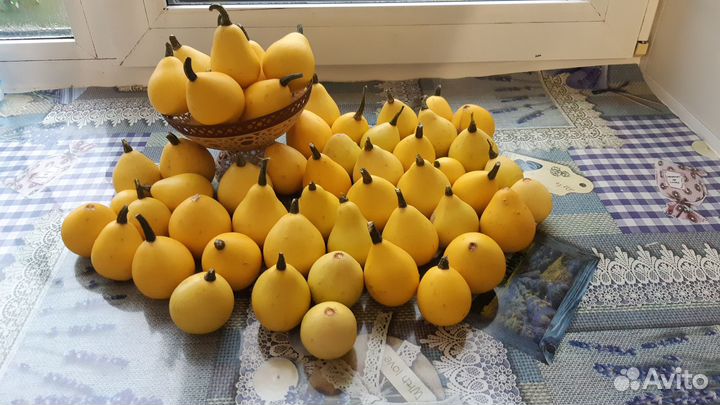 Тыква-груша декоративная