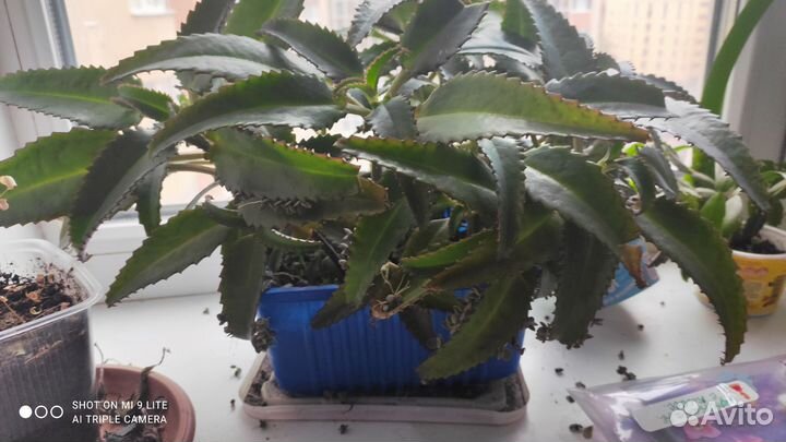 Каланхоэ лечебное