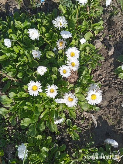 Многолетние растения