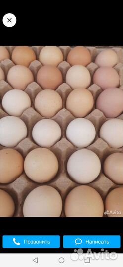 Домашние куриные яйца