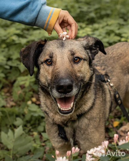 Собака ищет дом - в заботливые руки