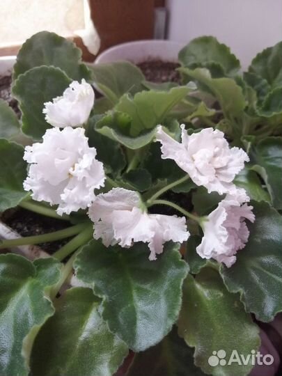 Фиалка белая