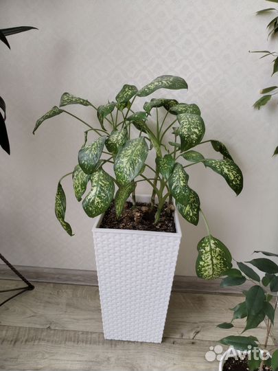 Продам цветы домашние