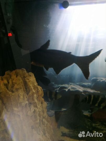 Аквариумные рыбки