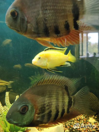 Аквариумные рыбки