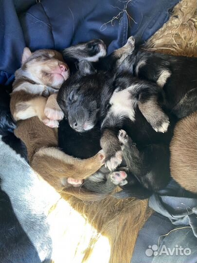 Щеночки в добрые руки