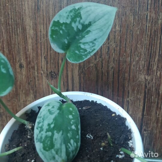 Сциндапсус Пиктус Треби,Экзотика