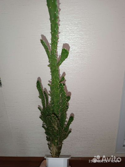 Кактус