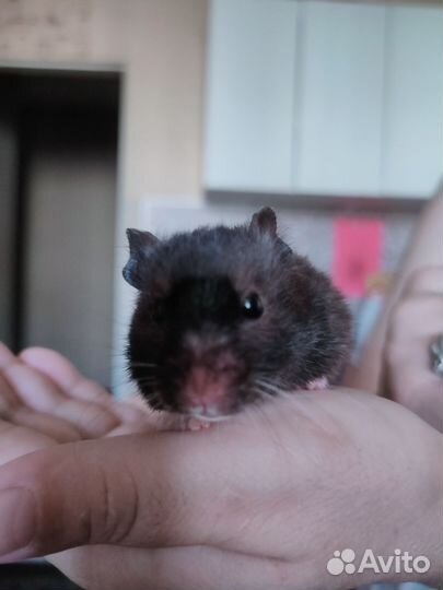 Сирийских хомяк