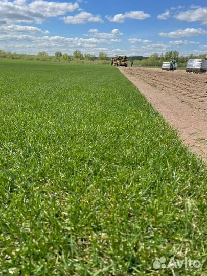 Газон рулонный