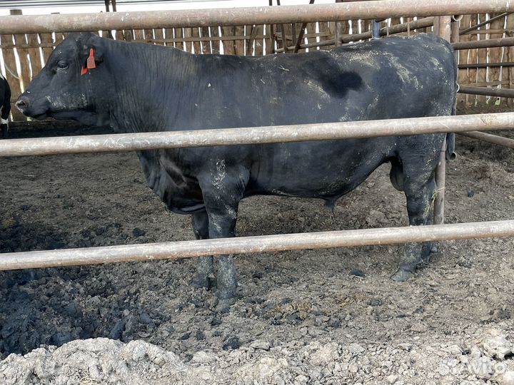 Абердин ангус бычки