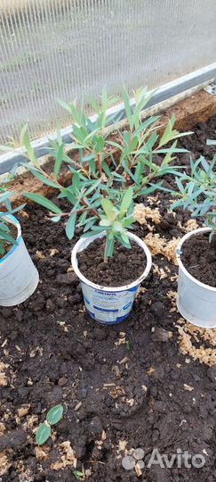 Ива шаровидная