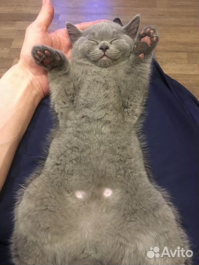 Британские котята