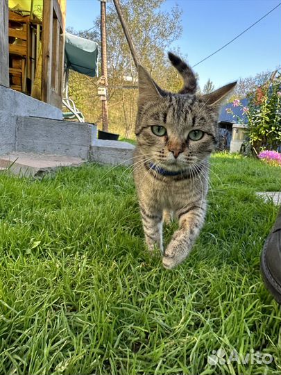 Отдам молодую кошку в добрые руки