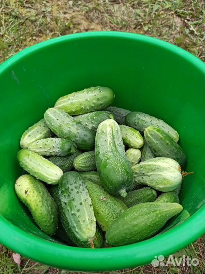 Огурцы свежие