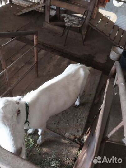 Козочка,коза дойная