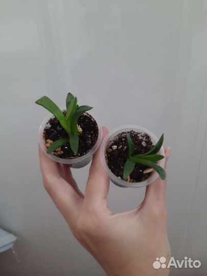 Хойя, пеперомия, хавортия