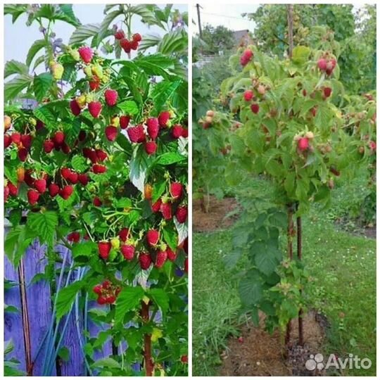 Саженцы малины