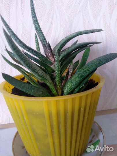 Хавортия (суккуленты)