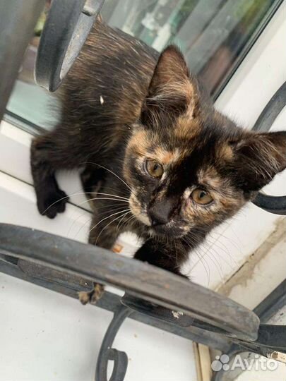 Кошечка в добрые руки