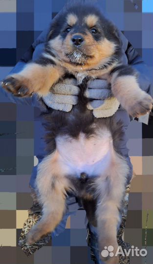 Банхар Монгольская овчарка