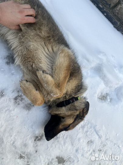 Отдам немецкую овчарку бесплатно
