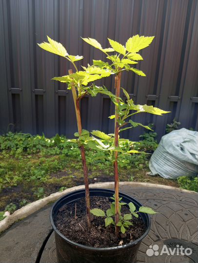 Саженец малины ремонтантной