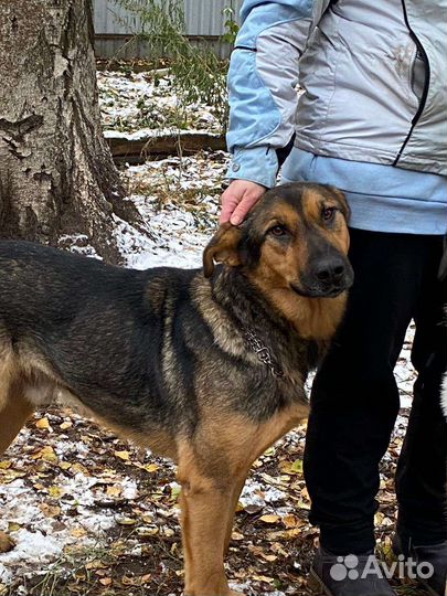 Буран в добрые руки