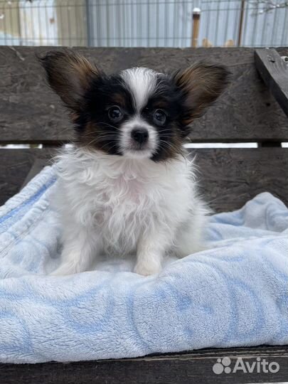 Континентальный той спаниель папийон