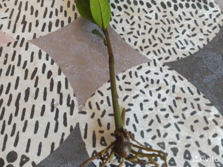 Замиокулькас