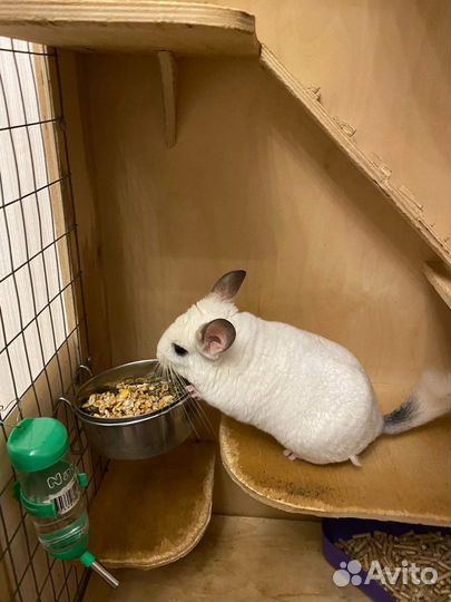 Передержка животных гостиница зоогостиница