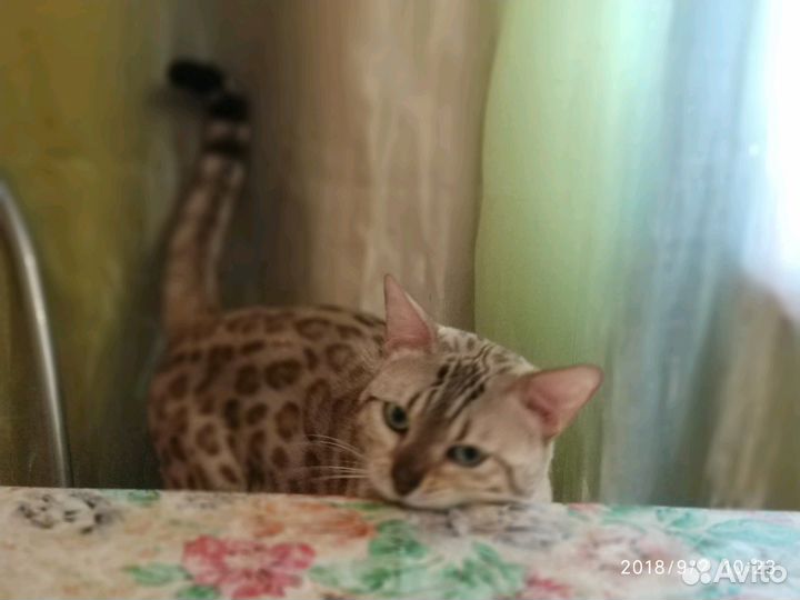 Домашняя передержка