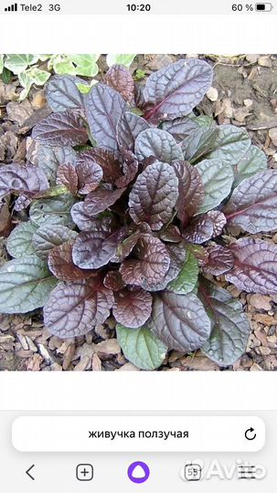 Живучка ползучая