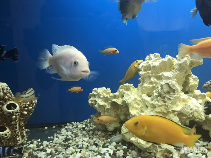 Малавийские цихлиды